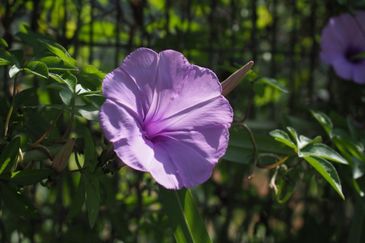 Bukit Tinggi Commercial Land for Sale