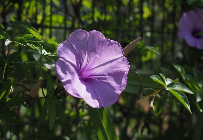 Bukit Tinggi Commercial Land for Sale