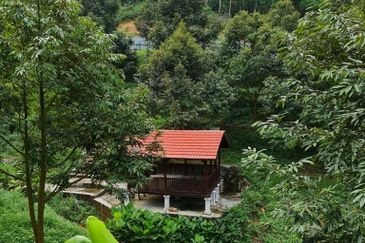 Bentong Durian Land for Sale 5.2 acres