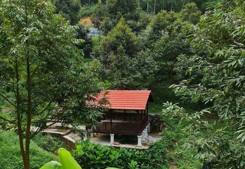 Bentong Durian Land for Sale 5.2 acres