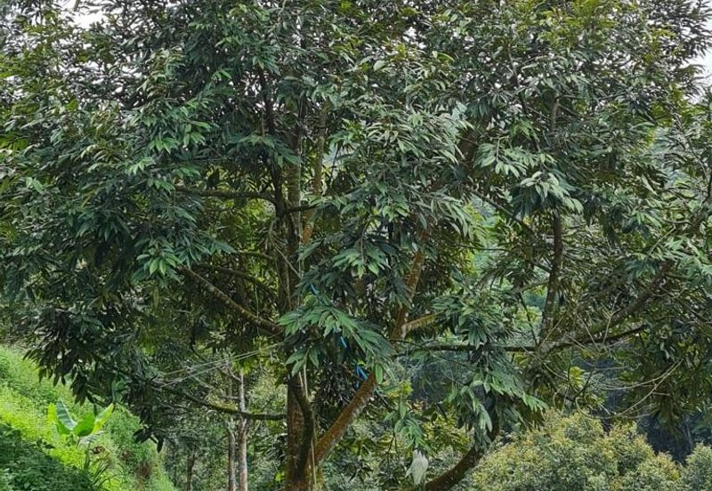 Bentong Durian Land for Sale 5.2 acres