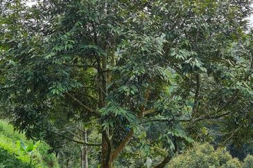 Bentong Durian Land for Sale 5.2 acres