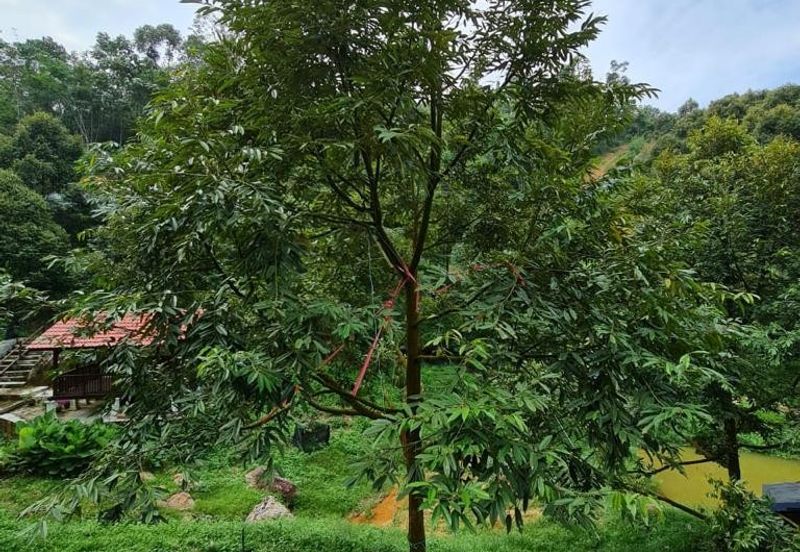 Bentong Durian Land for Sale 5.2 acres