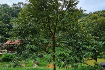 Bentong Durian Land for Sale 5.2 acres