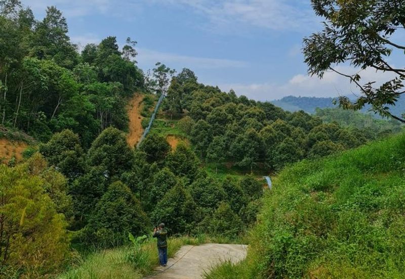 Bentong Durian Land for Sale 5.2 acres