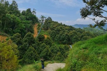 Bentong Durian Land for Sale 5.2 acres