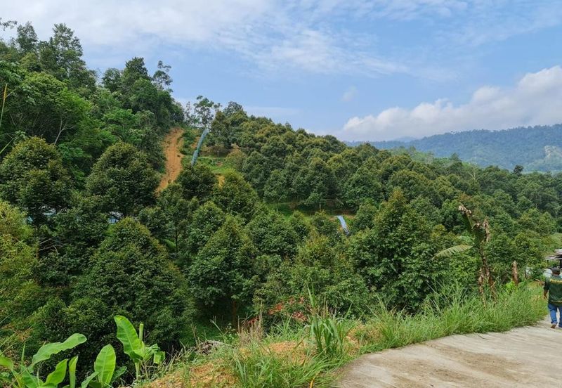 Bentong Durian Land for Sale 5.2 acres