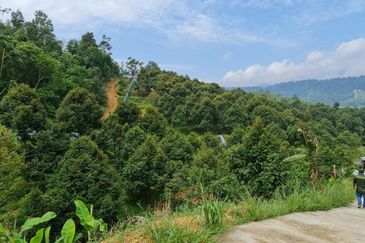 Bentong Durian Land for Sale 5.2 acres