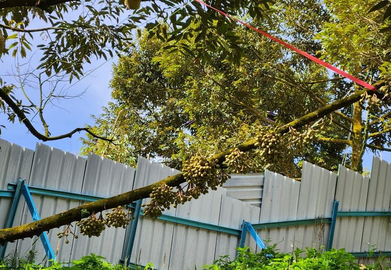 Bentong Durian Land for Sale 5.2 acres