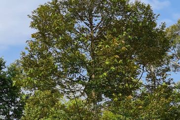 Kunyit Durian Land for Sale - 10 Acres