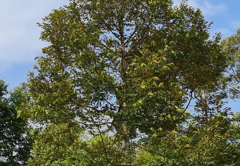 Kunyit Durian Land for Sale - 10 Acres