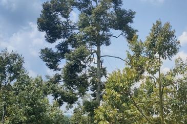 Kunyit Durian Land for Sale - 10 Acres