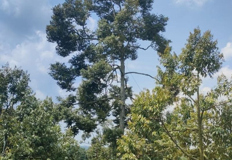 Kunyit Durian Land for Sale - 10 Acres