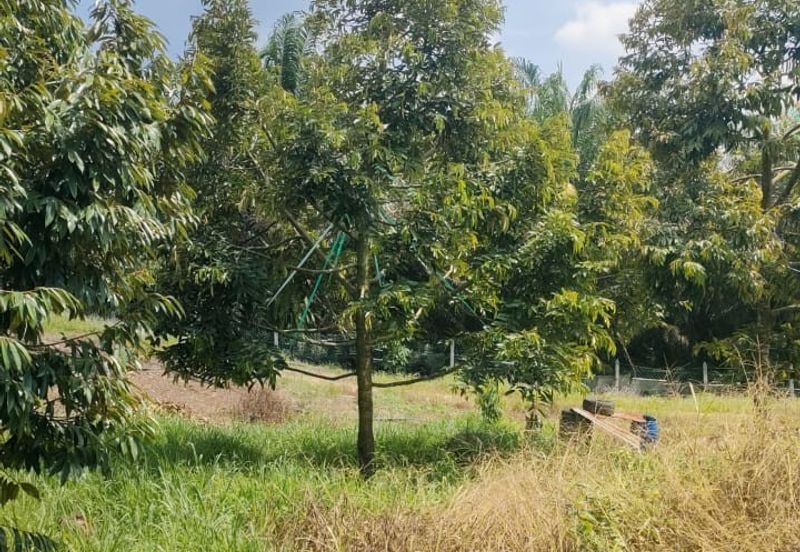 Kunyit Durian Land for Sale - 10 Acres