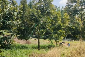 Kunyit Durian Land for Sale - 10 Acres