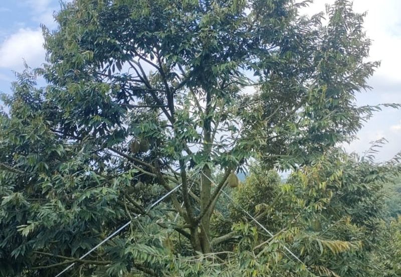 Kunyit Durian Land for Sale - 10 Acres