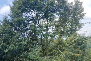 Kunyit Durian Land for Sale - 10 Acres