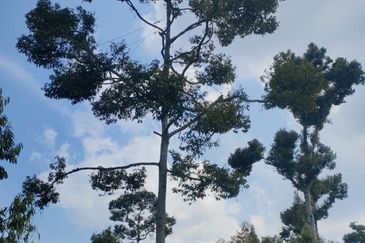 Kunyit Durian Land for Sale - 10 Acres