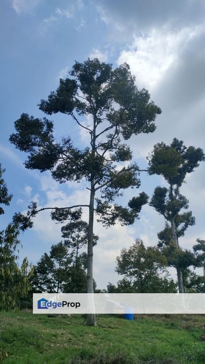 Kunyit Durian Land for Sale - 10 Acres, Pahang, Raub