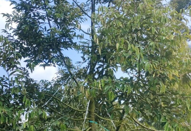 Kunyit Durian Land for Sale - 10 Acres