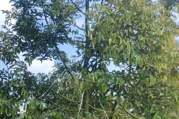 Kunyit Durian Land for Sale - 10 Acres