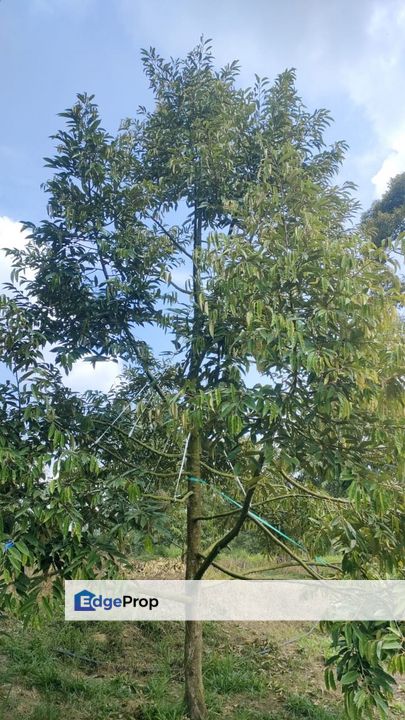 Kunyit Durian Land for Sale - 10 Acres, Pahang, Raub