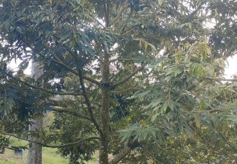 Kunyit Durian Land for Sale - 10 Acres