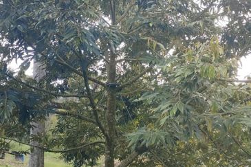 Kunyit Durian Land for Sale - 10 Acres