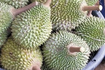 Raub Durian Land for Sale