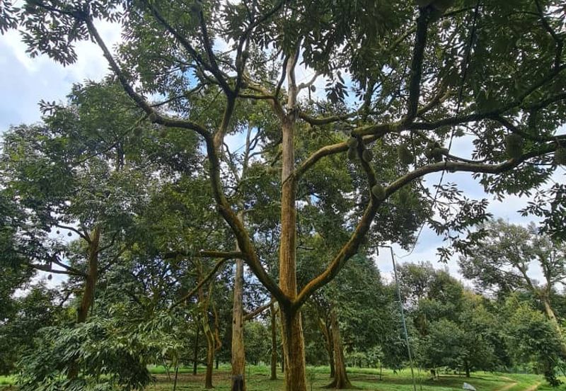 Raub Durian Land for Sale