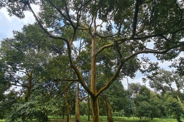 Raub Durian Land for Sale