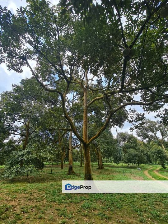 Raub Durian Land for Sale, Pahang, Raub