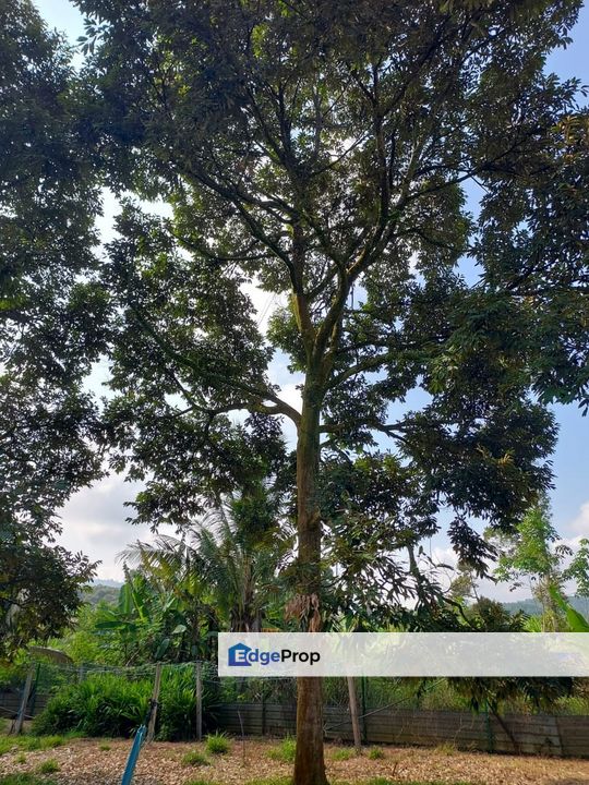 Raub Durian Land for Sale, Pahang, Raub