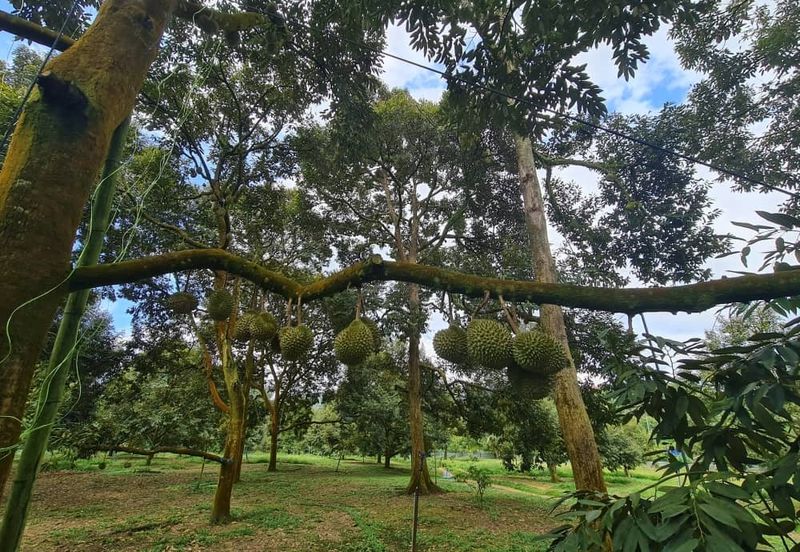 Raub Durian Land for Sale