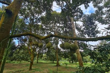 Raub Durian Land for Sale