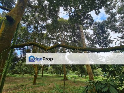 Raub Durian Land for Sale, Pahang, Raub