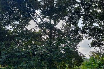 Raub Durian Land for Sale