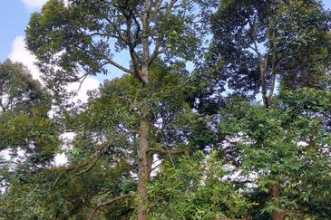 Raub Durian Land for Sale