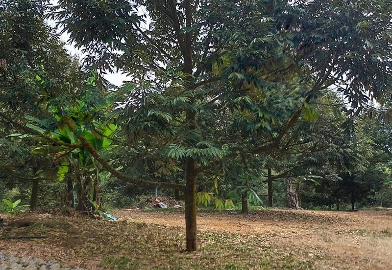 Raub Durian Land for Sale