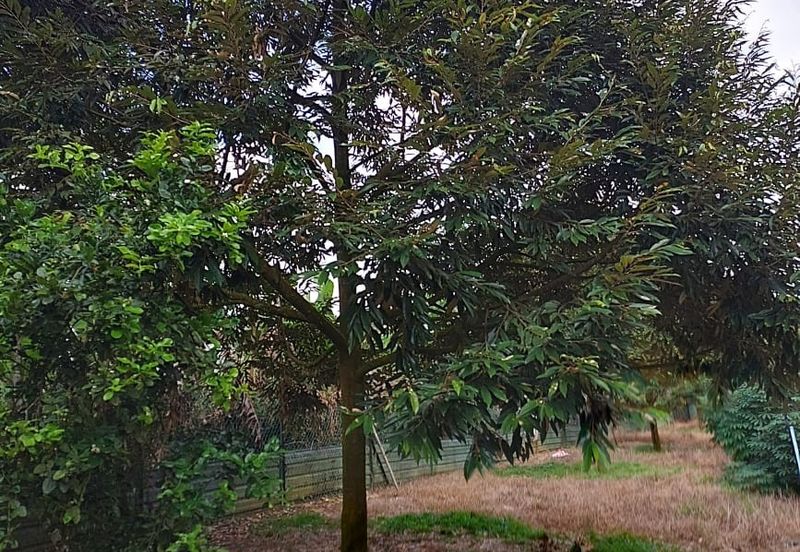 Raub Durian Land for Sale