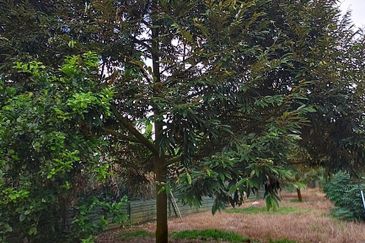 Raub Durian Land for Sale