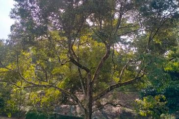 Durian Land for Sale @ Raub 