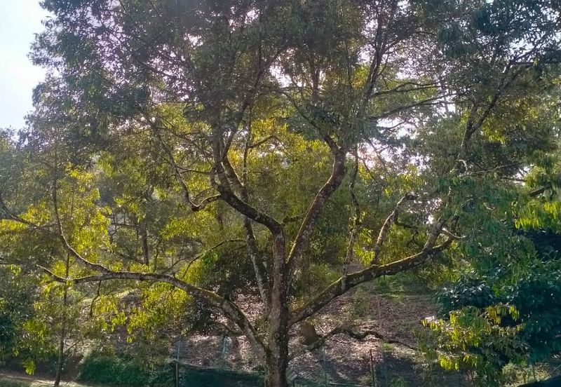 Durian Land for Sale @ Raub 