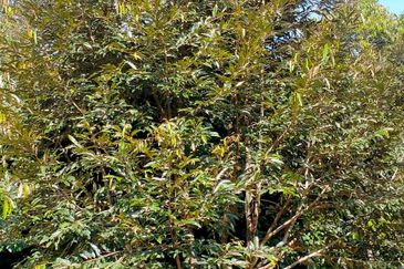 Durian Land for Sale @ Raub 