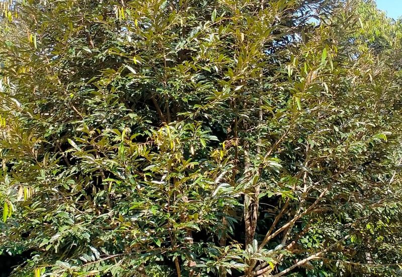 Durian Land for Sale @ Raub 