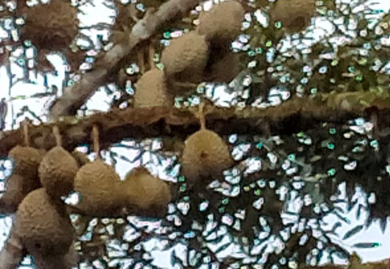 Durian Land for Sale @ Raub 