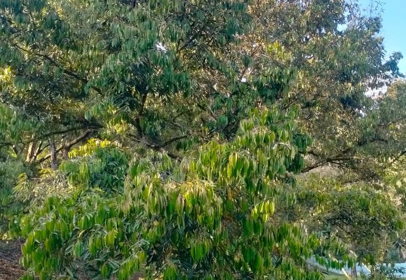 Durian Land for Sale @ Raub 