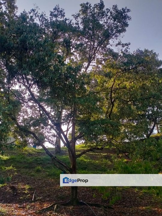 Durian Land for Sale @ Raub , Pahang, Raub