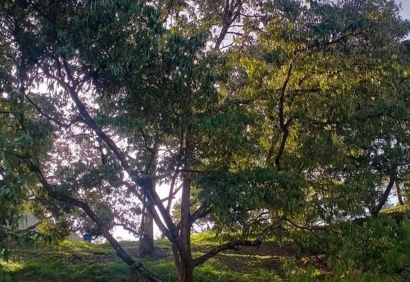 Durian Land for Sale @ Raub 