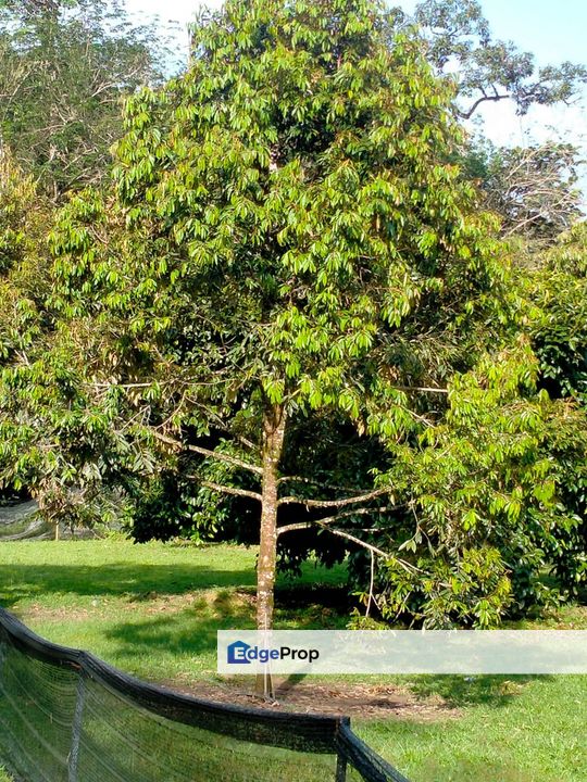 Durian Land for Sale @ Raub , Pahang, Raub